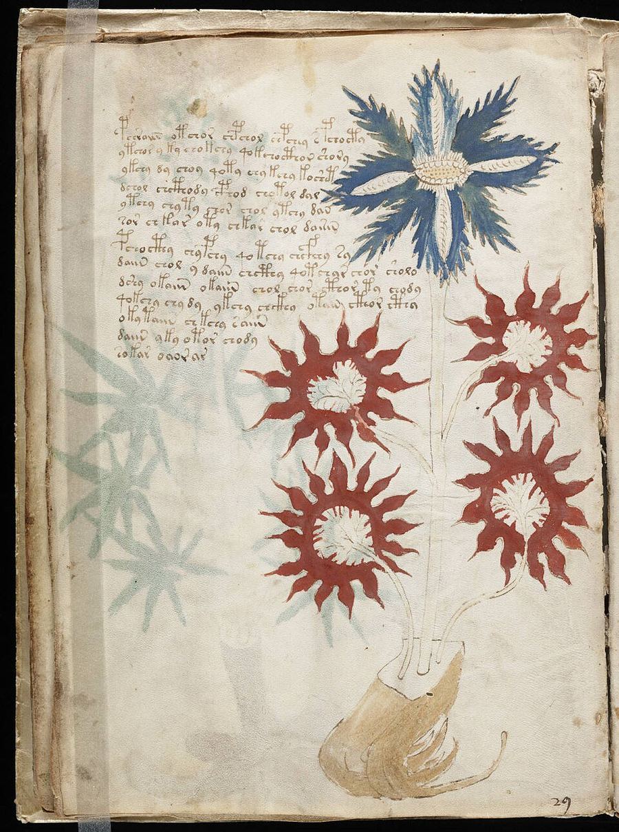 Voynich Manuscript folio 29. Herbal illustration showing a plant with a blue composite flower at top, four red spiked circular flowers, and an anomalous tuber at the base, with unknown script on the left side of the page.
