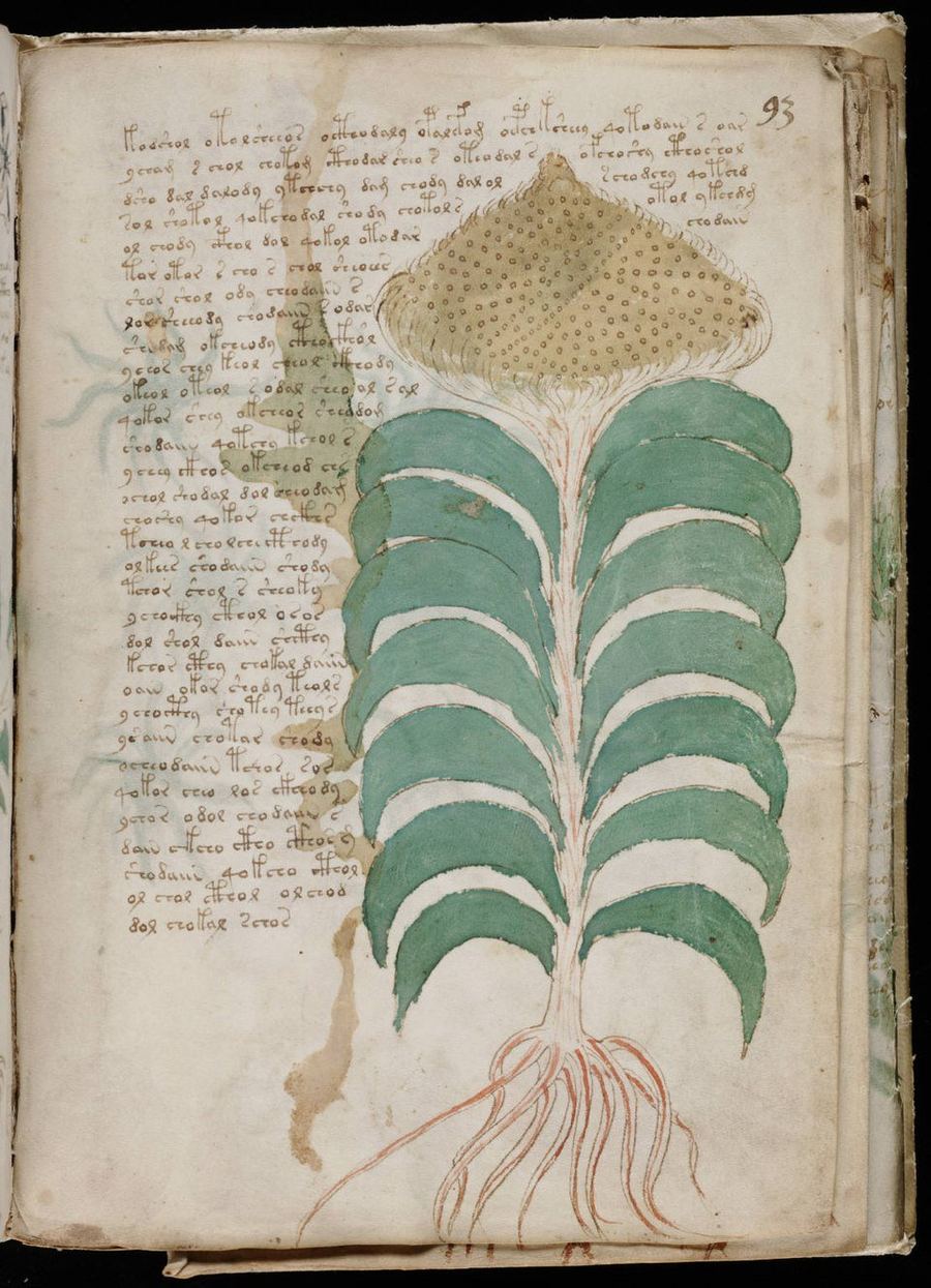 Voynich Manuscript folio 93. Herbal illustration showing a plant with layered lobed green leaves ascending to a bulbous dotted fruiting body at top, with exposed red roots at the base, and unknown script to the left.